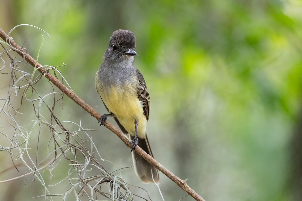 Apical Flycatcher - ML622717893