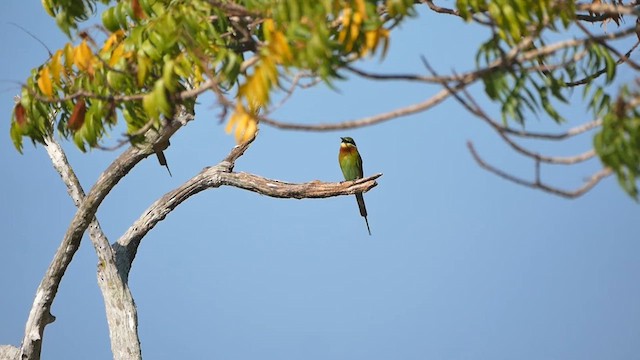 Blue-tailed Bee-eater - ML622717931