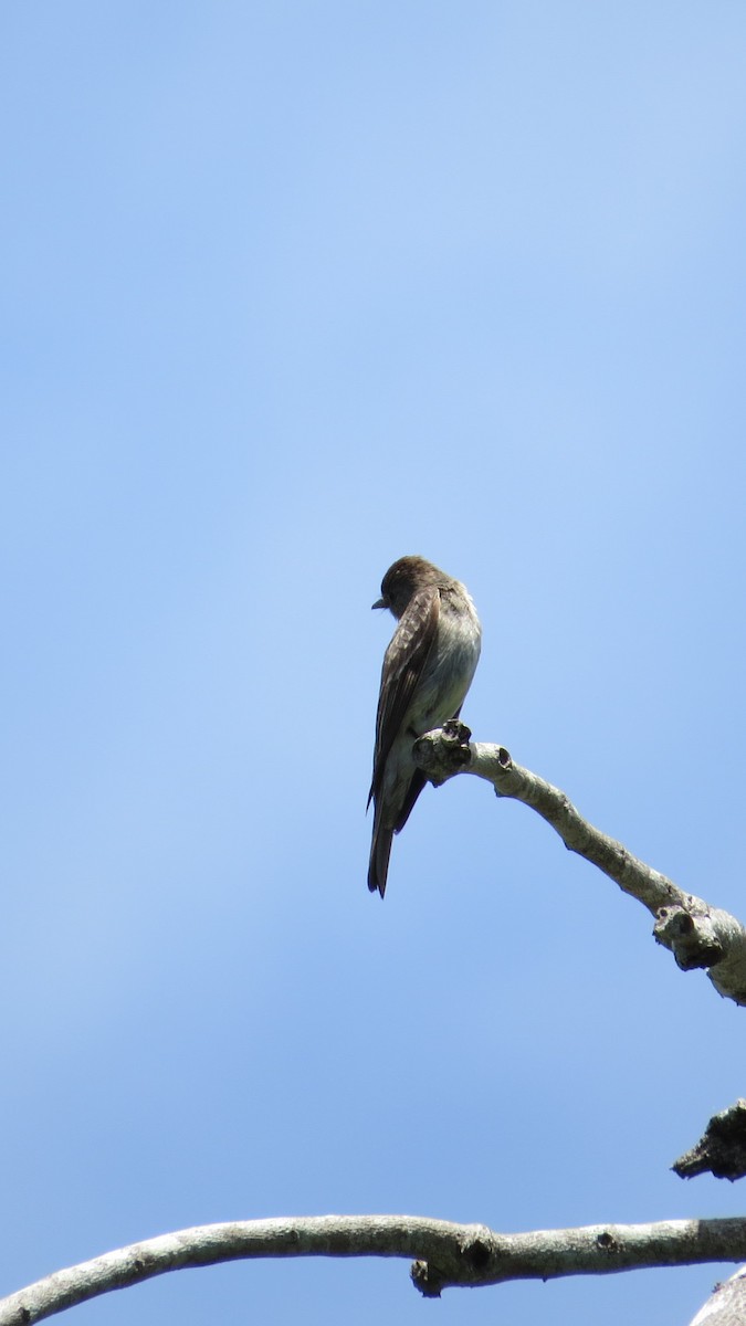 Western Wood-Pewee - Alex Loya