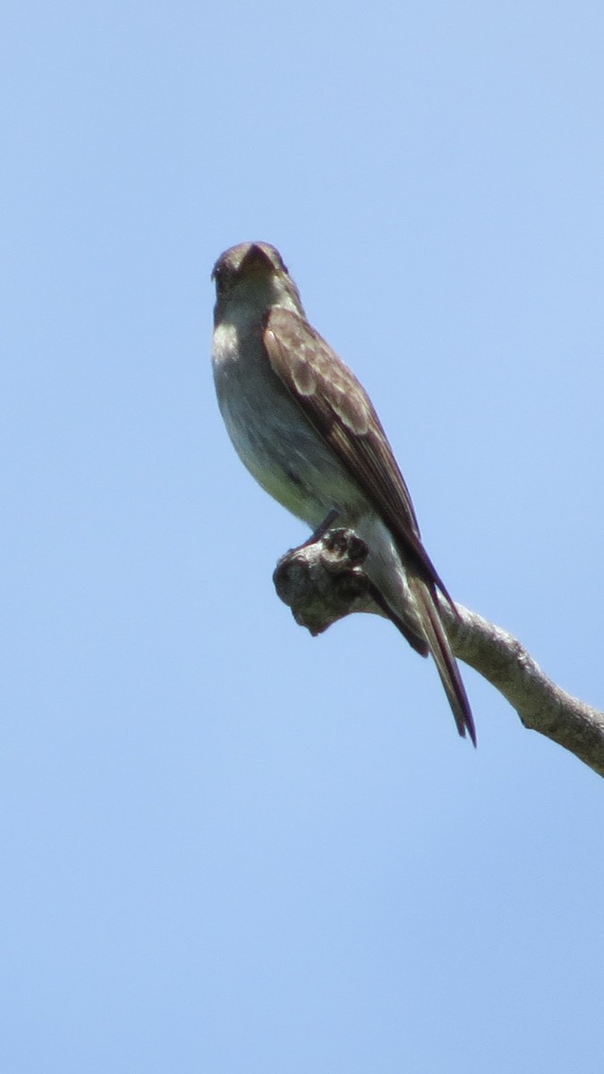 Western Wood-Pewee - Alex Loya