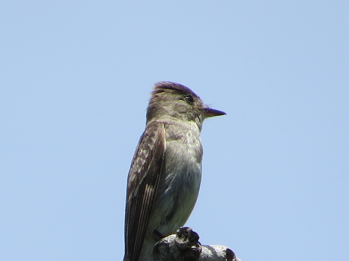 Western Wood-Pewee - ML622717964