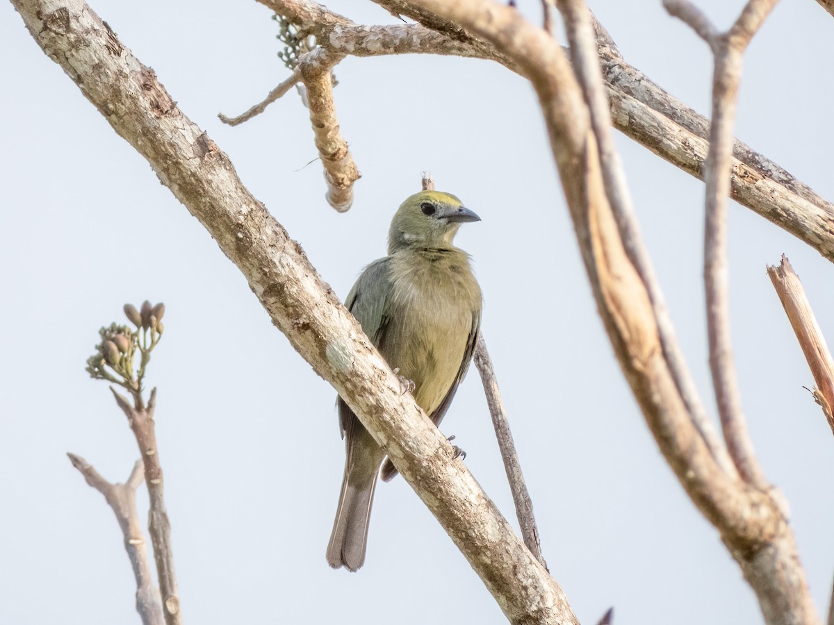 Palm Tanager - ML622717976