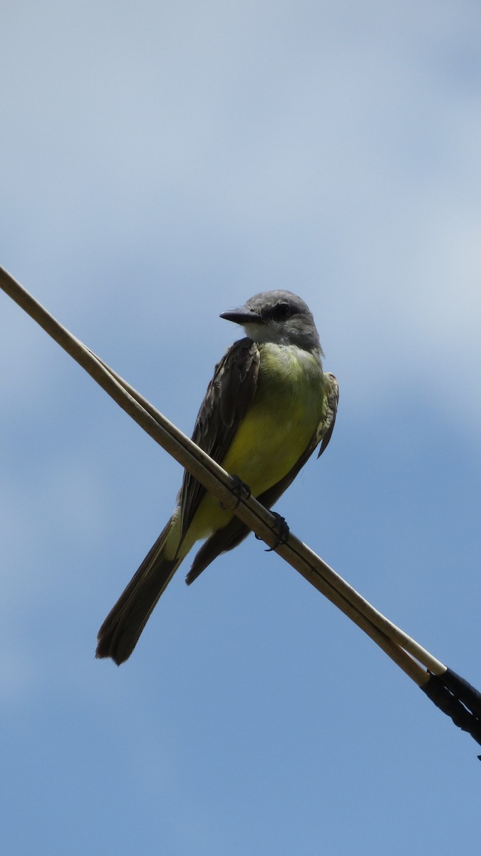 Tropical Kingbird - ML622718006