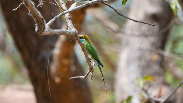 Blue-tailed Bee-eater - ML622718009