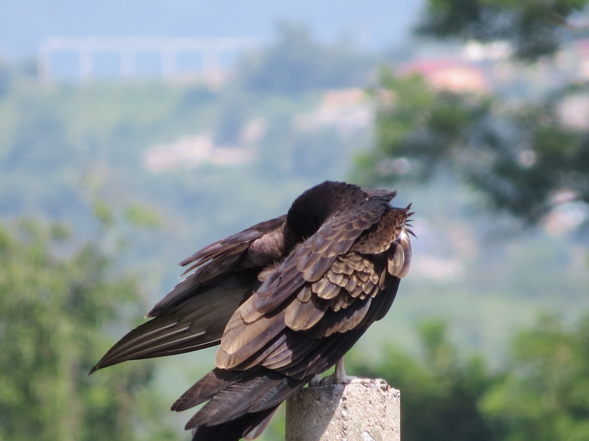 Turkey Vulture - ML622718060