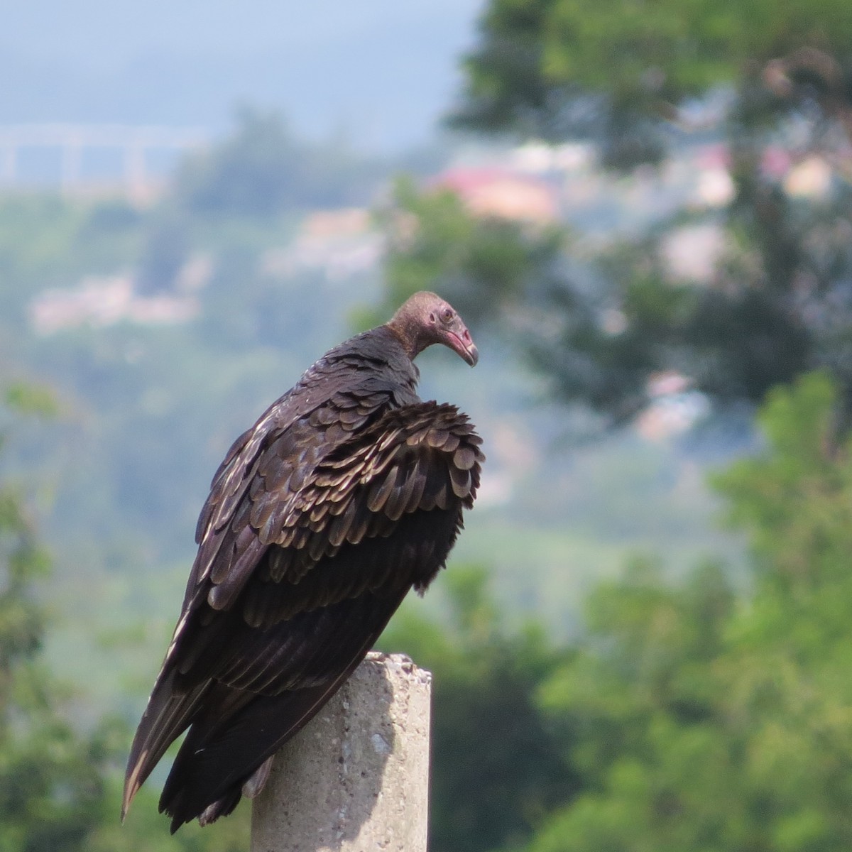 Turkey Vulture - ML622718062