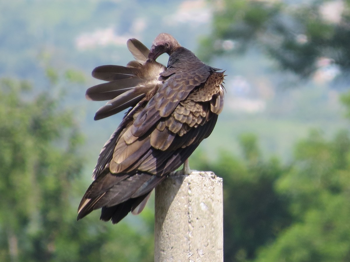 Turkey Vulture - ML622718064