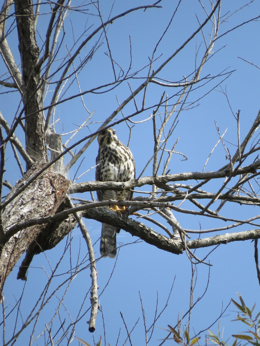 Graubussard - ML622718083