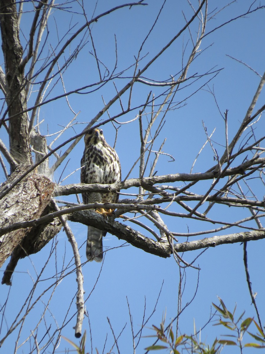 Gray Hawk - ML622718085