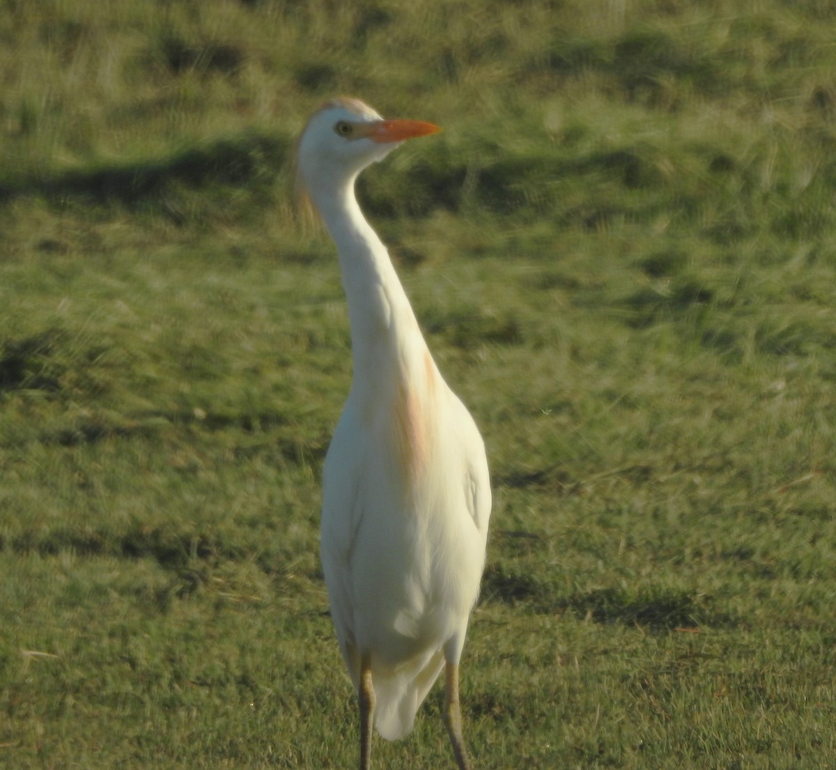 Western Cattle Egret - ML622718086