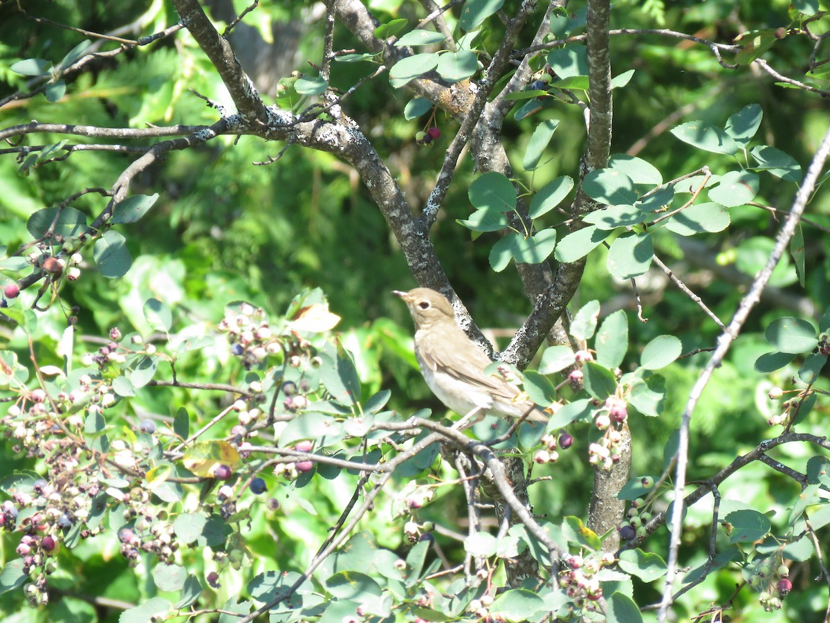 Swainson's Thrush - ML622718094