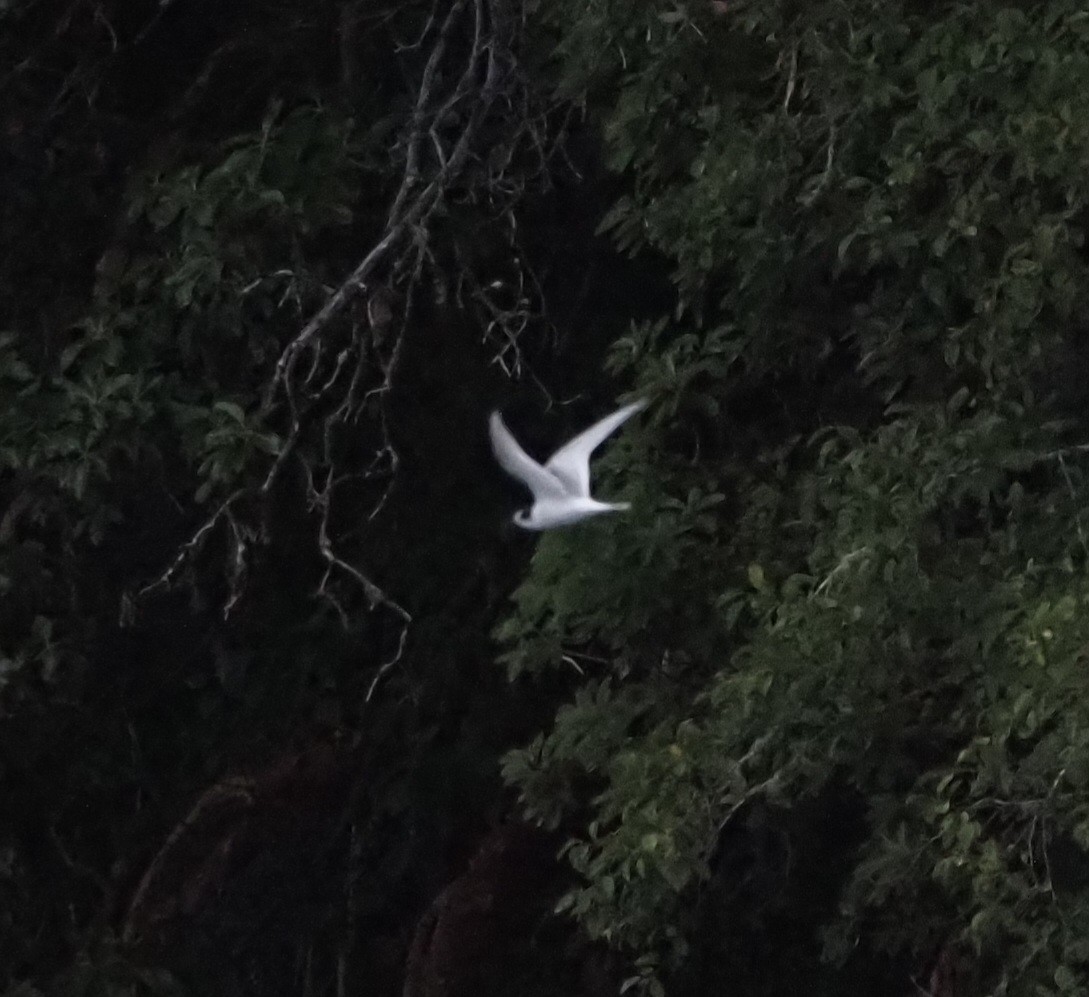 Arctic Tern - ML622718147