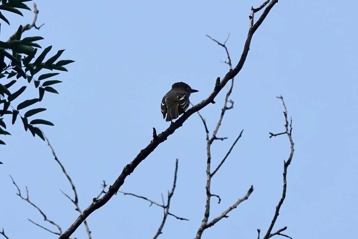 Great Crested Flycatcher - Neepa s