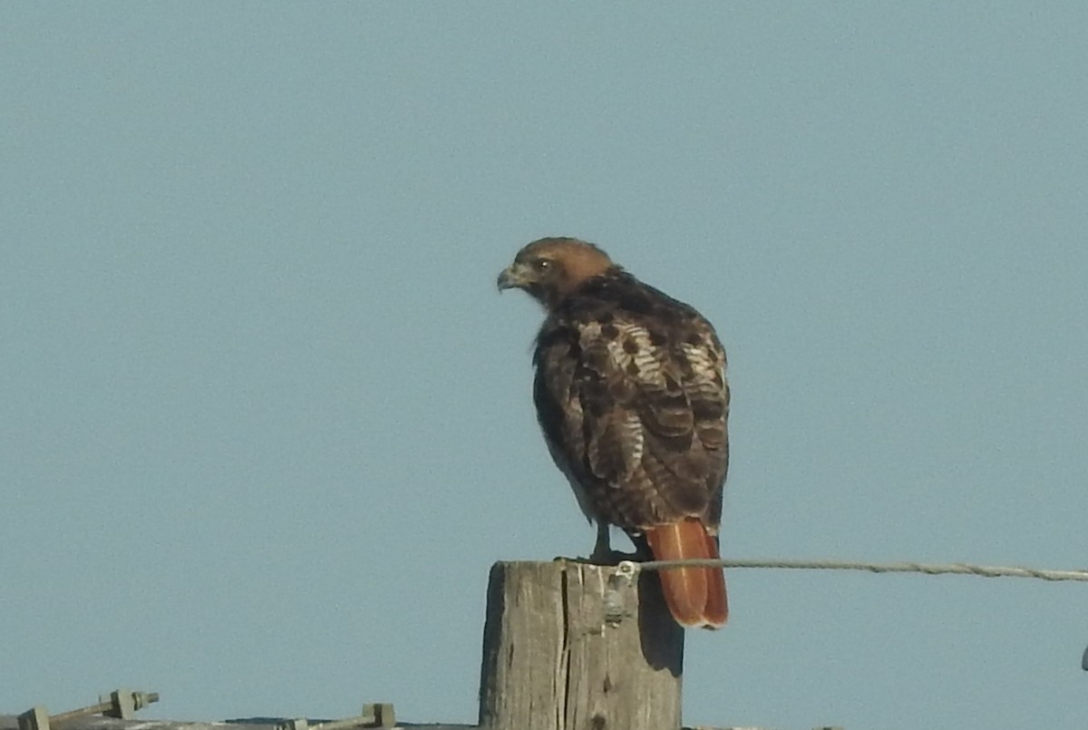 Red-tailed Hawk - ML622718178