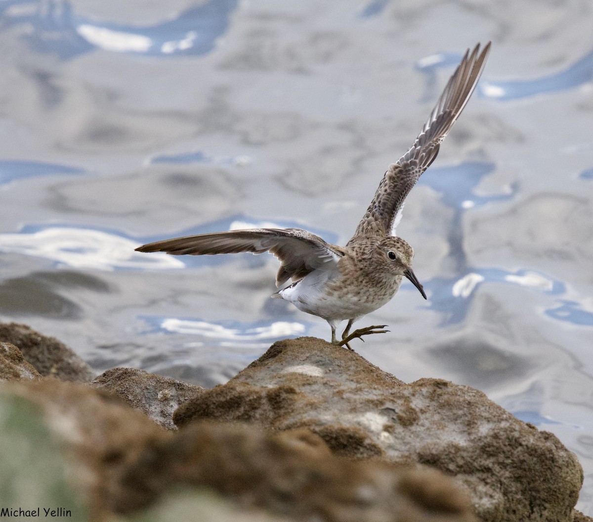 Least Sandpiper - Michael Yellin