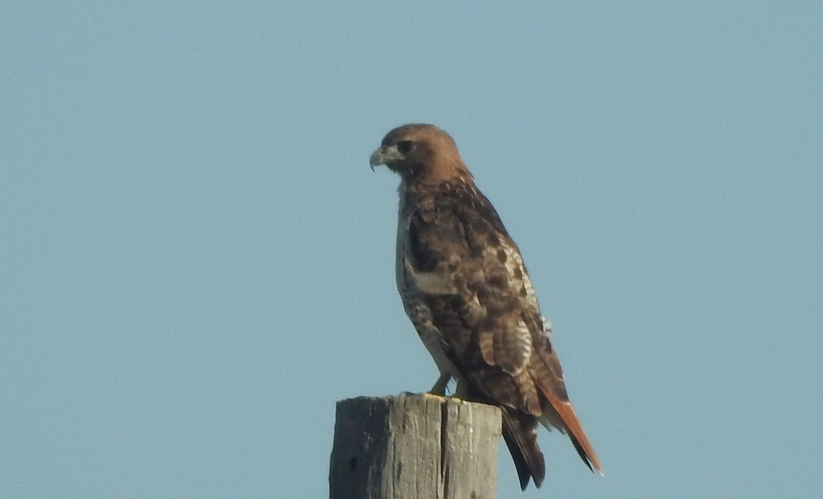 Red-tailed Hawk - ML622718189