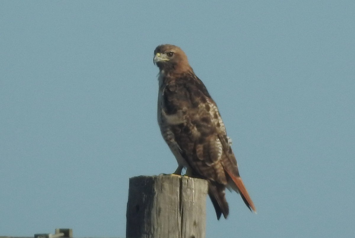 Red-tailed Hawk - ML622718201