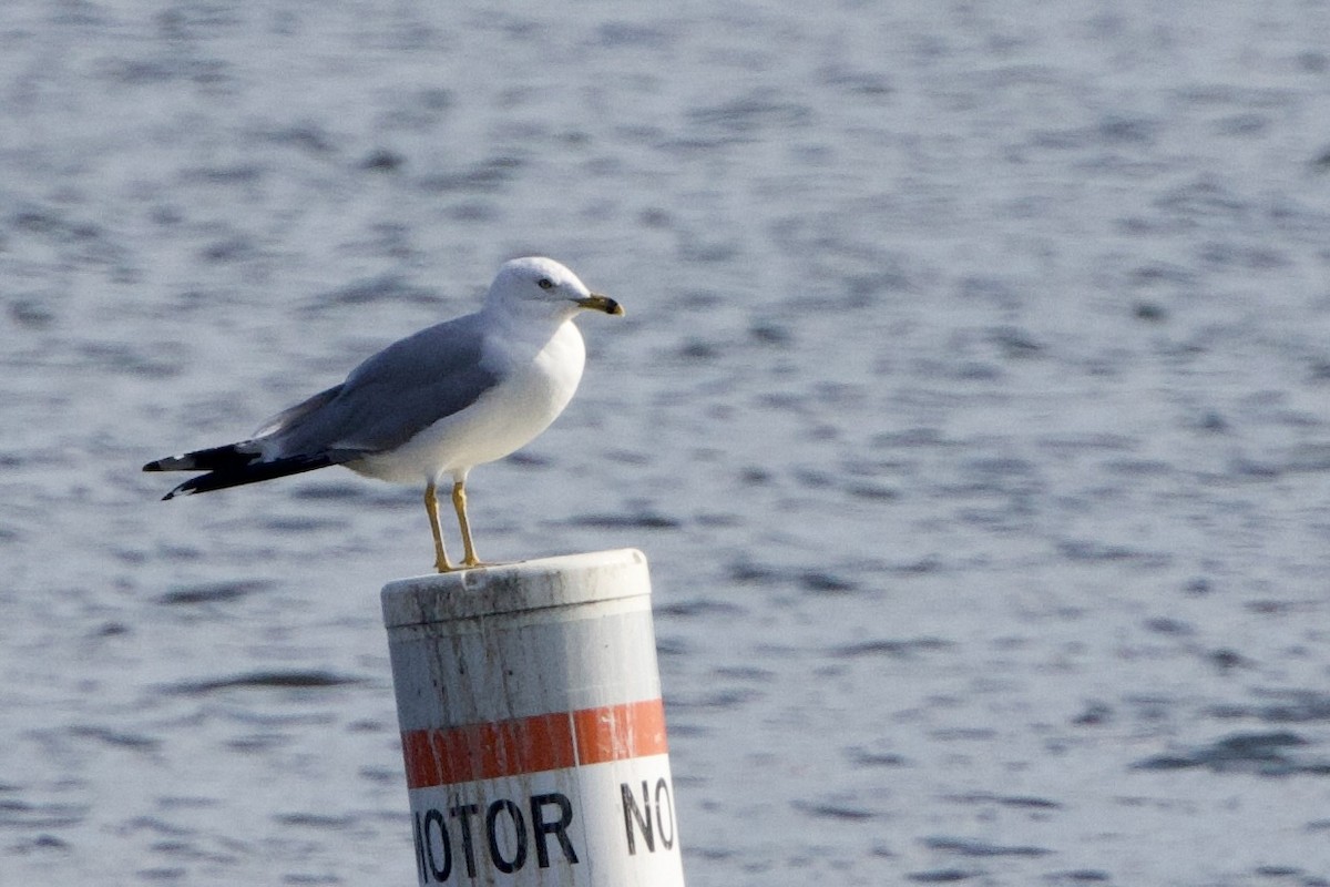 Ring-billed Gull - Steve Bielamowicz