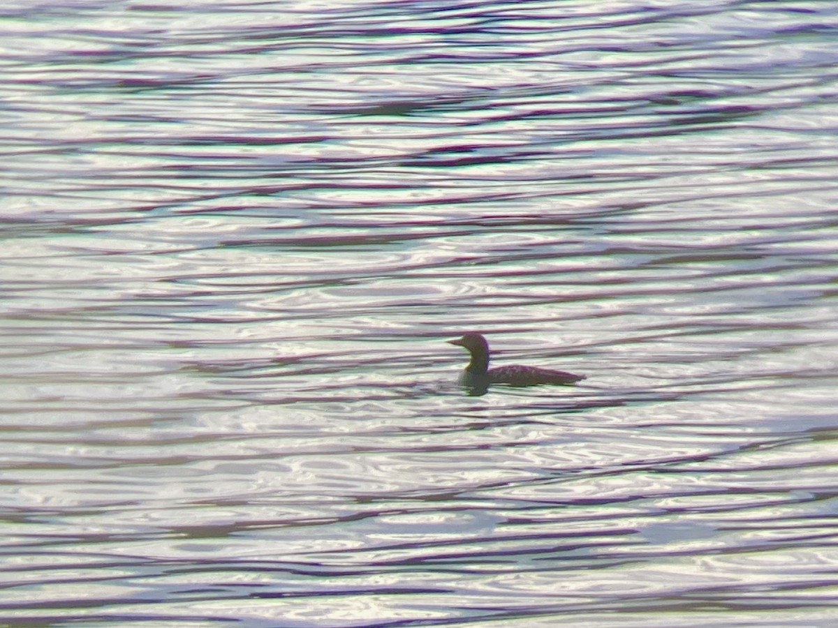 Common Loon - ML622718238