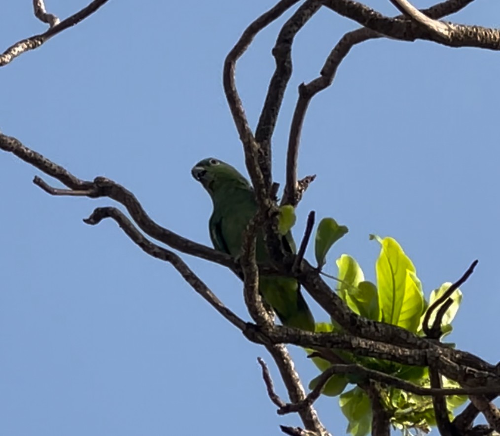 Yellow-crowned Parrot - ML622718243