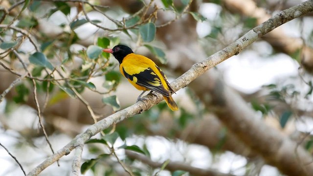 Black-hooded Oriole - ML622718267