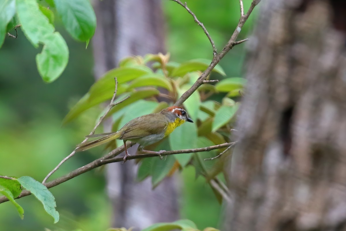 Rufous-capped Warbler (rufifrons Group) - ML622718319