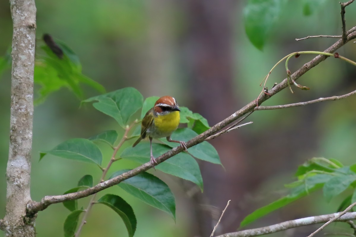 Rufous-capped Warbler (rufifrons Group) - ML622718322