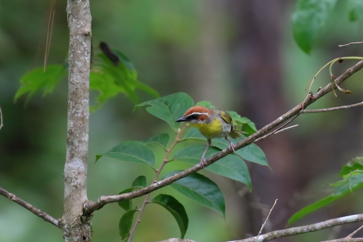 Rufous-capped Warbler (rufifrons Group) - ML622718326