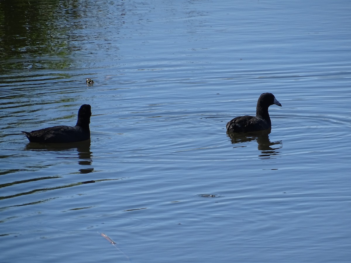 American Coot - ML622718334