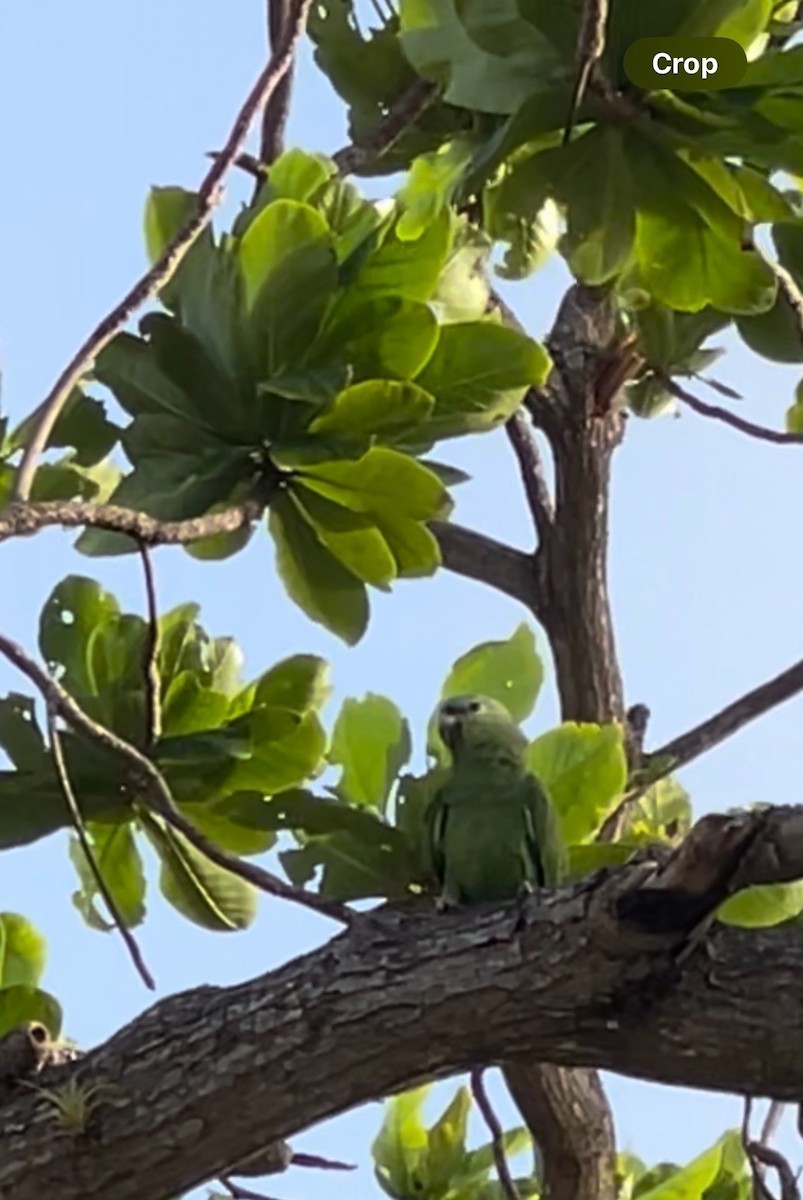 Yellow-crowned Parrot - ML622718347