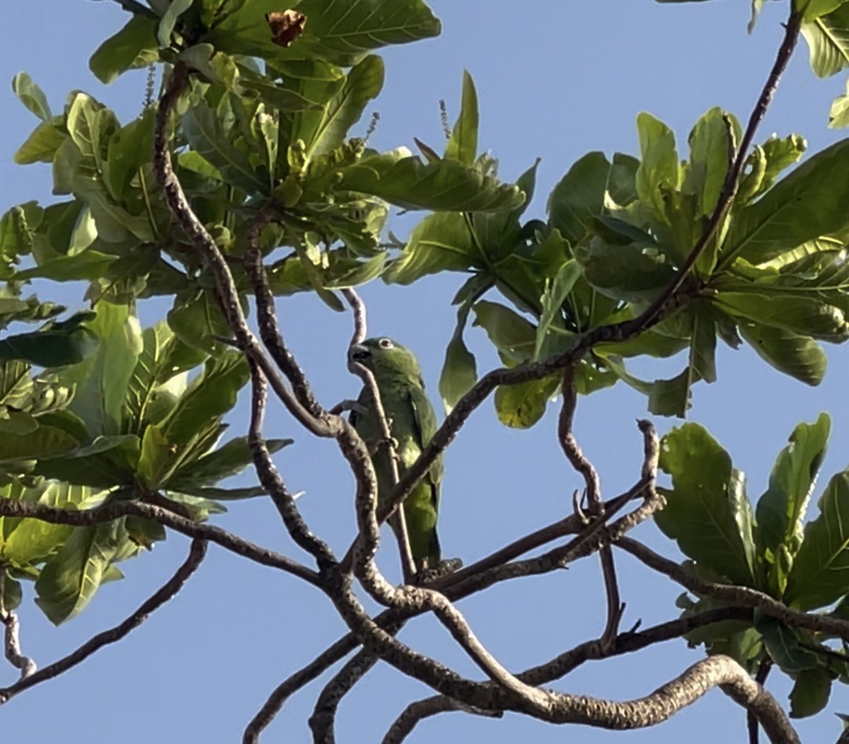 Yellow-crowned Parrot - ML622718348