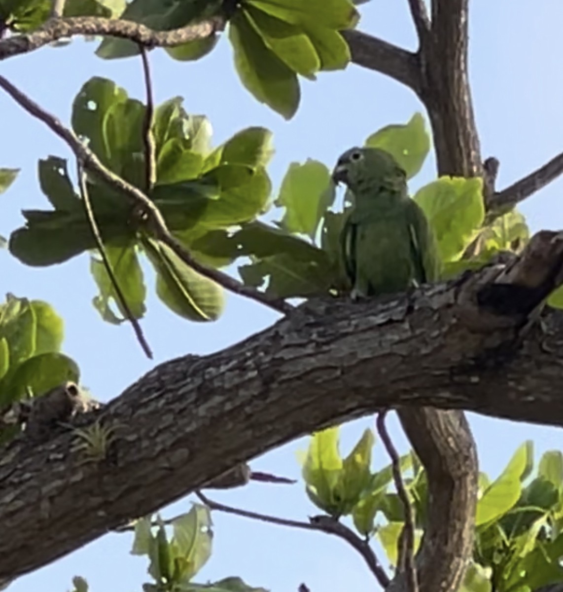 Yellow-crowned Parrot - ML622718349