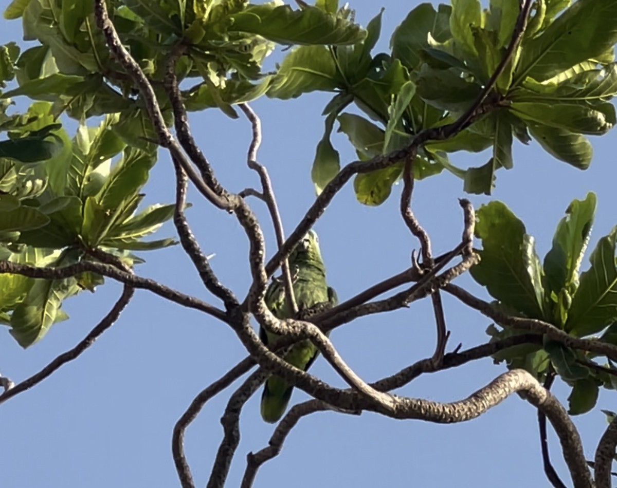 Yellow-crowned Parrot - ML622718351