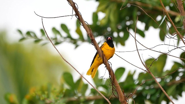 Black-hooded Oriole - ML622718372