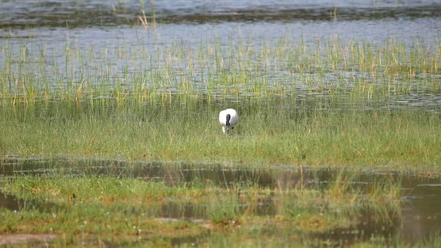 Ibis burubeltza - ML622718413