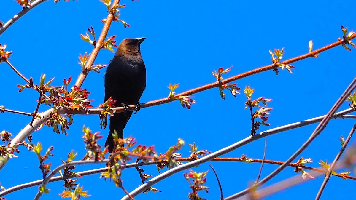 Brown-headed Cowbird - ML622718536