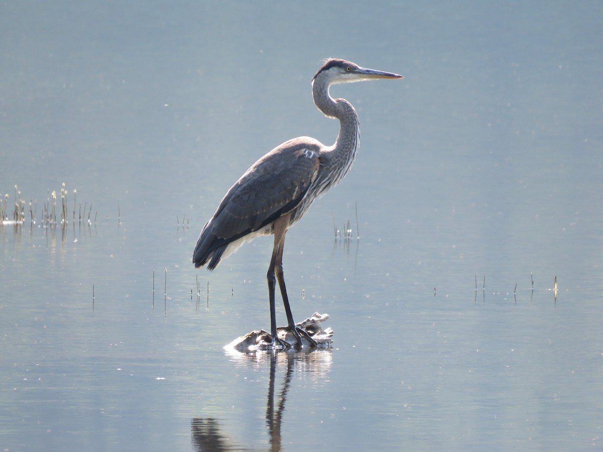 Great Blue Heron - ML622718619