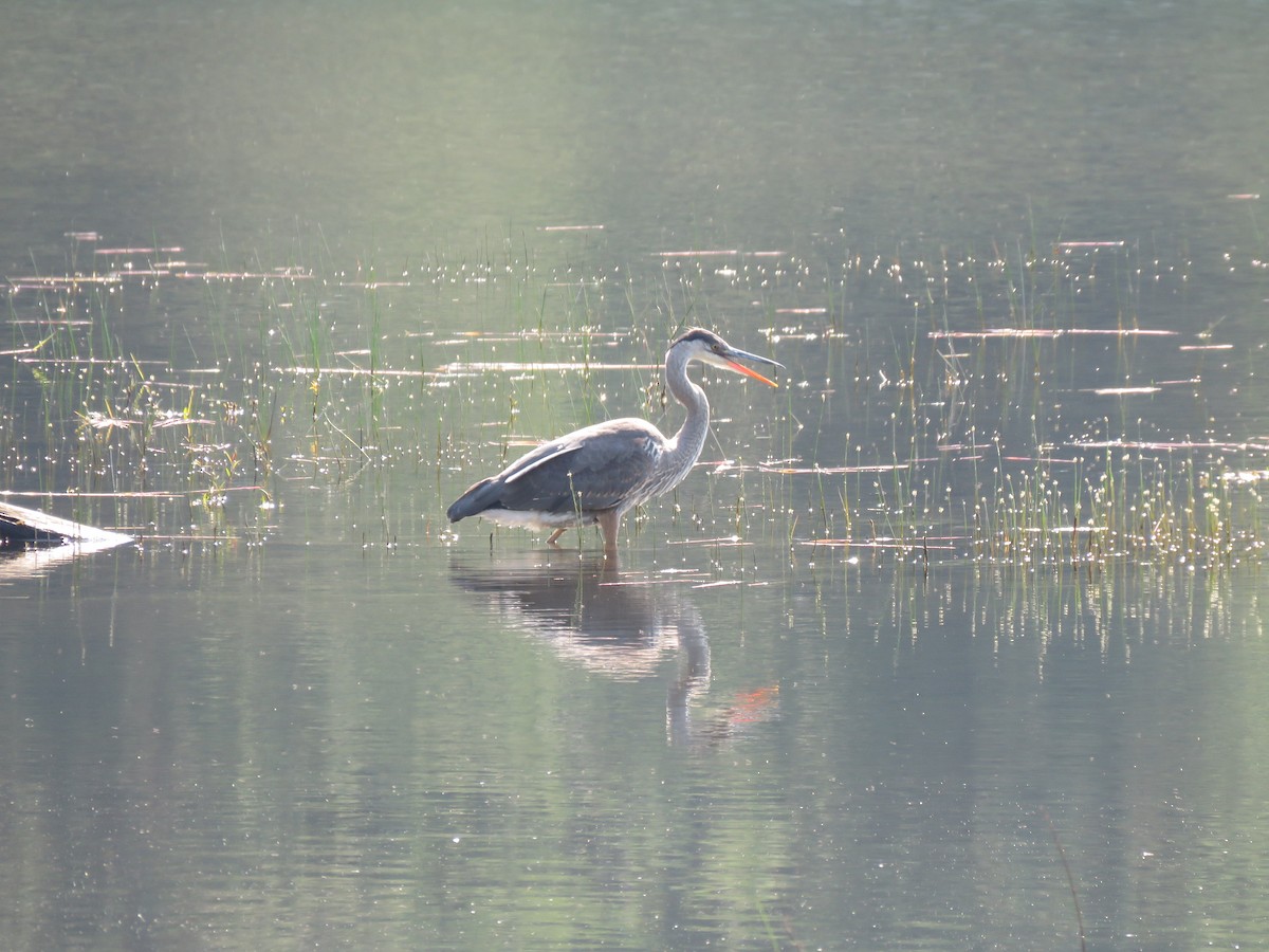 Great Blue Heron - ML622718631