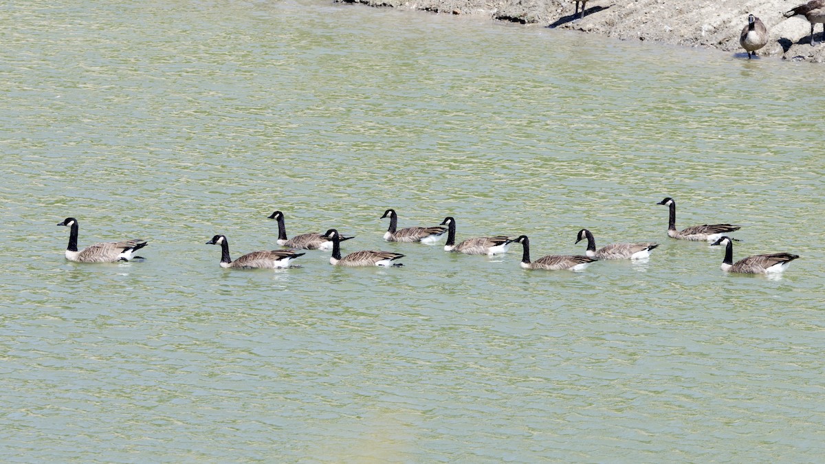 Canada Goose - ML622718665