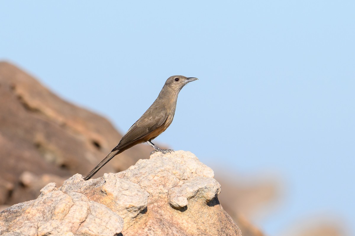 Sandstone Shrikethrush - ML622718667