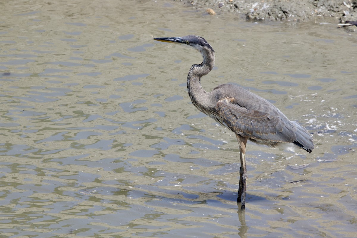 Great Blue Heron - ML622718672