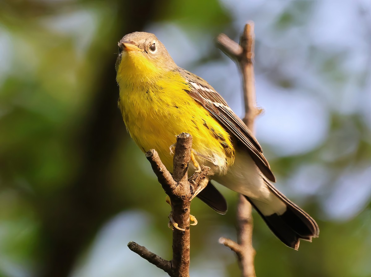 Magnolia Warbler - ML622718673