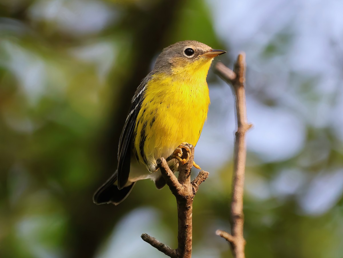 Magnolia Warbler - ML622718674