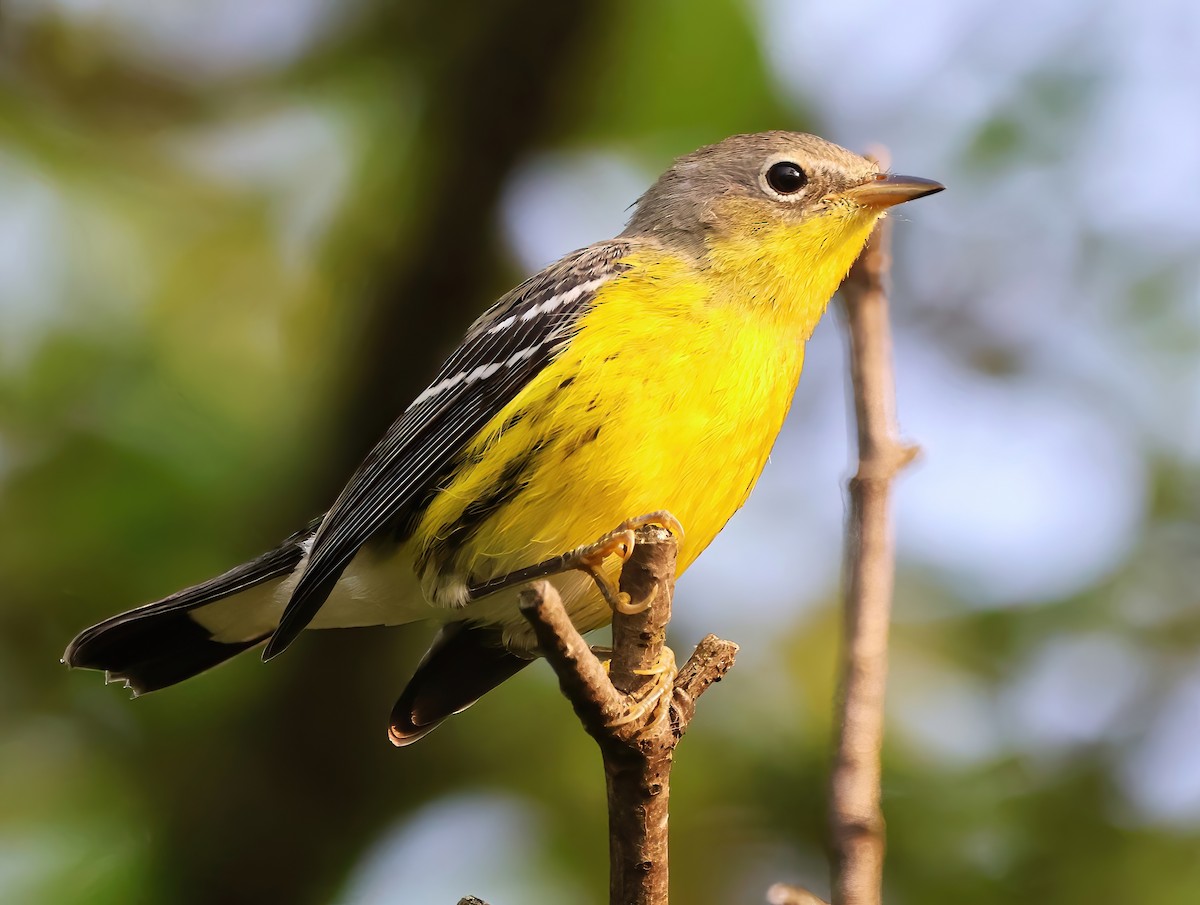 Magnolia Warbler - ML622718675