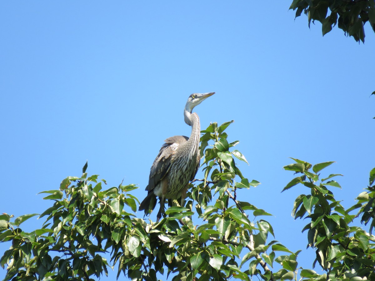 Great Blue Heron - ML622718685