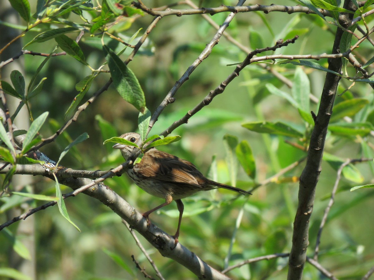 Song Sparrow - ML622718696