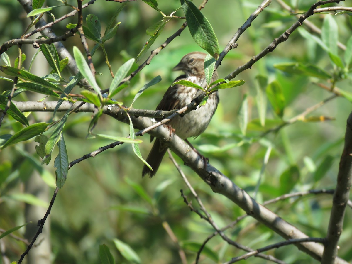 Song Sparrow - ML622718703