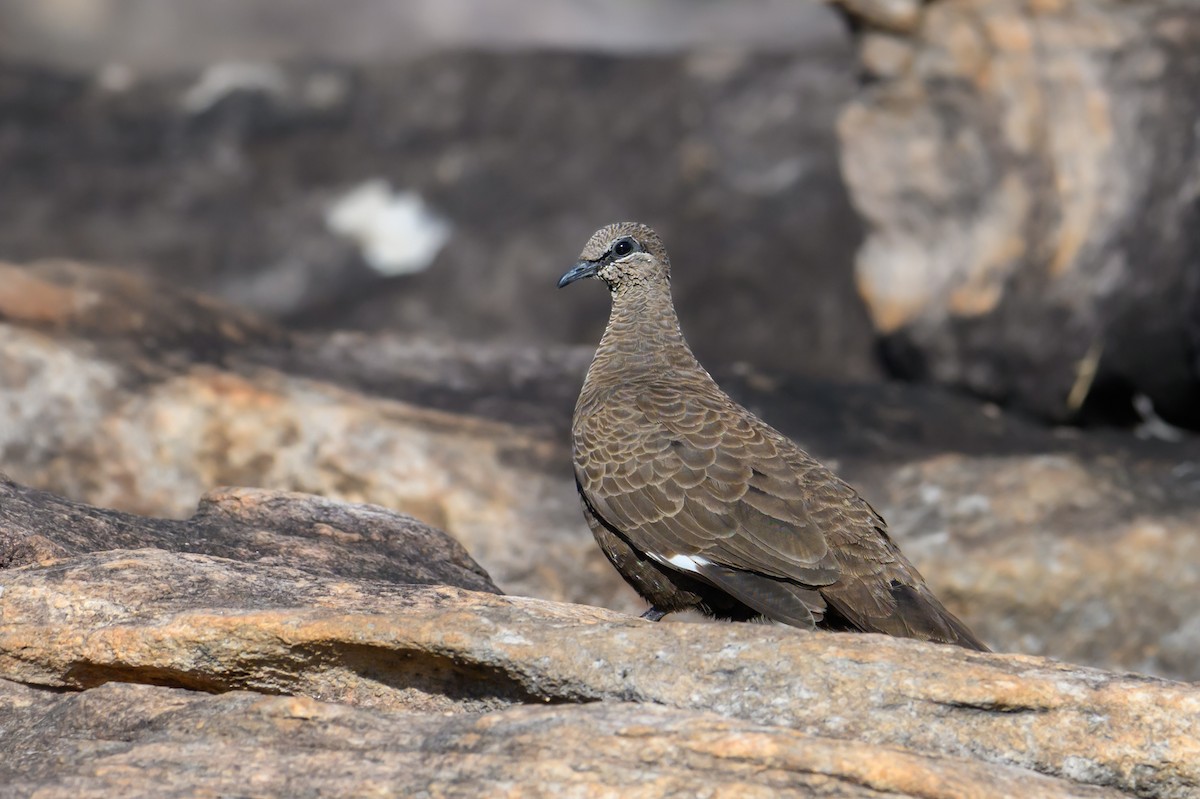 White-quilled Rock-Pigeon - ML622718710