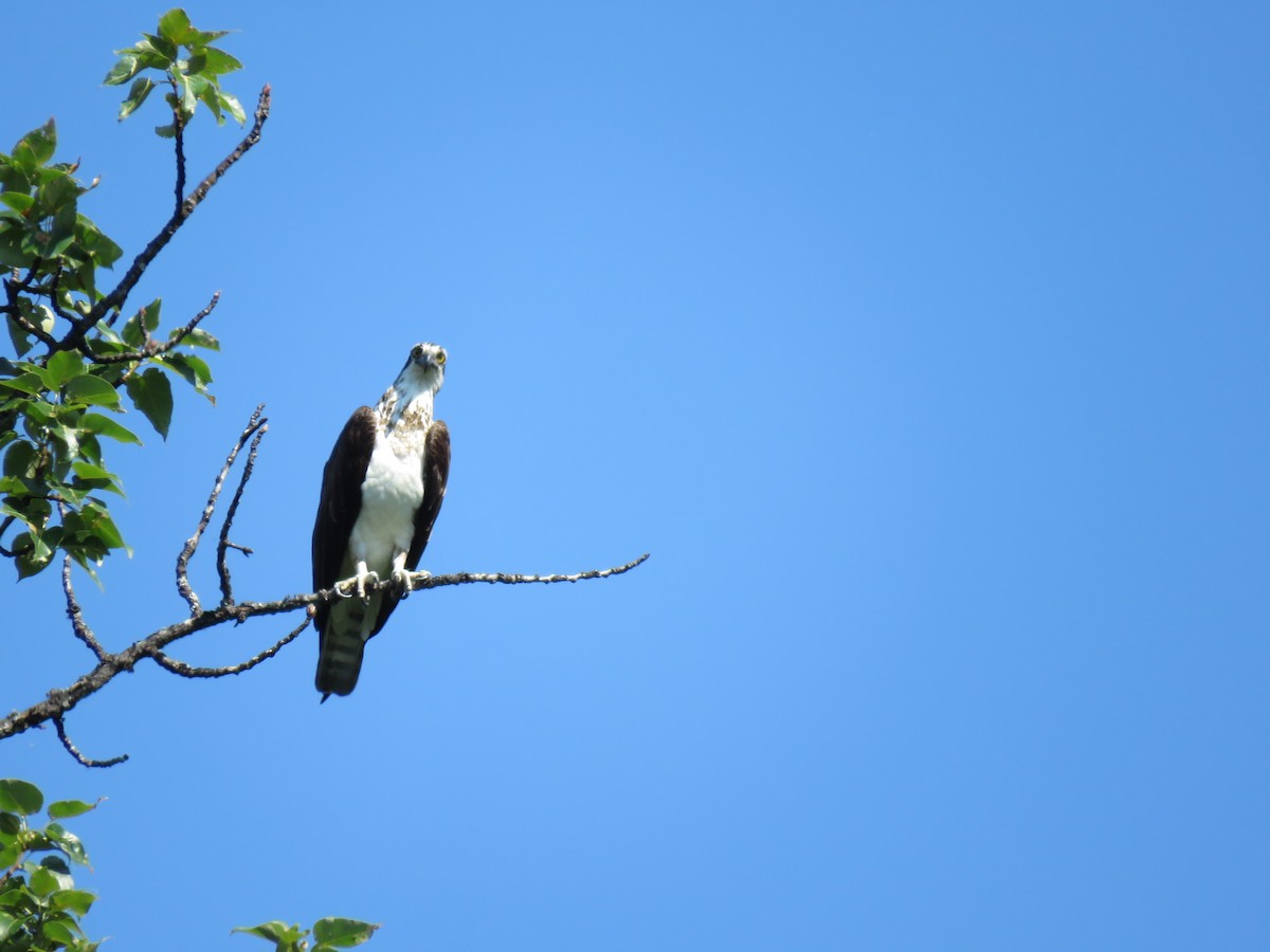 Osprey - ML622718713