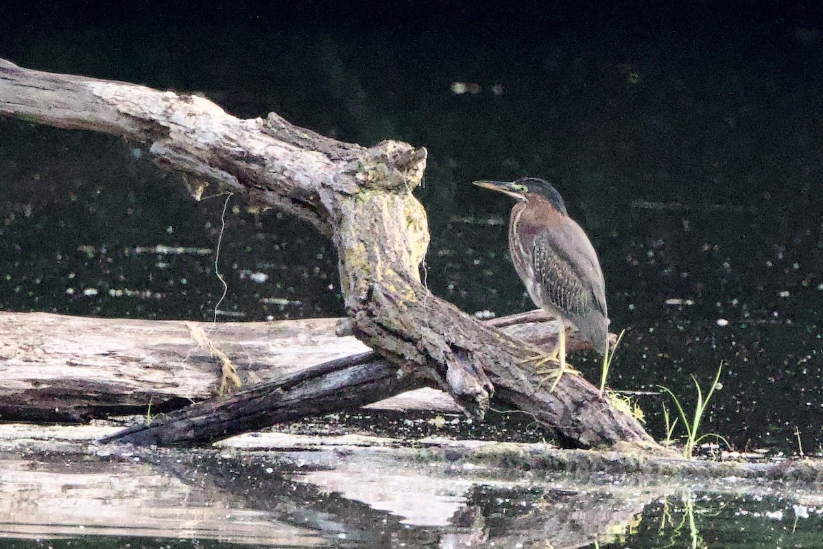 Green Heron - ML622718748